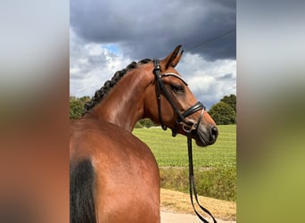 Oldenburg, Mare, 3 years, 16,2 hh, Brown