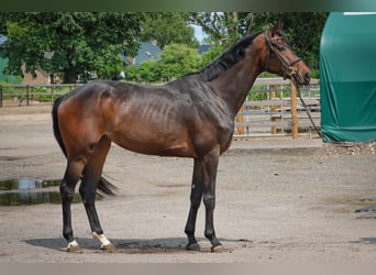 Oldenburg, Mare, 3 years, 16,2 hh, Brown
