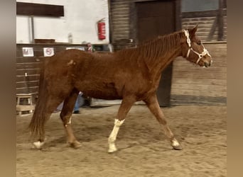 Oldenburg, Mare, 3 years, 16,2 hh, Chestnut