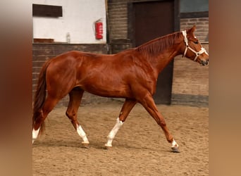 Oldenburg, Mare, 3 years, 16,2 hh, Chestnut