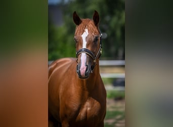 Oldenburg, Mare, 3 years, 16,2 hh, Chestnut-Red