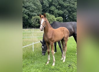 Oldenburg, Mare, 3 years, 16,2 hh, Chestnut-Red