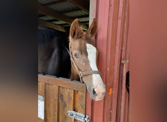 Oldenburg, Mare, 3 years, 16,2 hh, Chestnut-Red