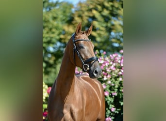 Oldenburg, Mare, 3 years, 16,2 hh, Chestnut-Red