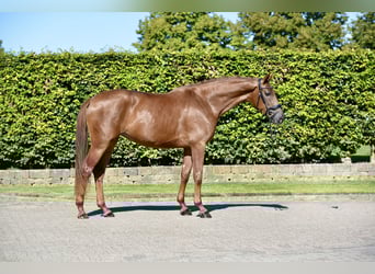 Oldenburg, Mare, 3 years, 16,2 hh, Chestnut-Red