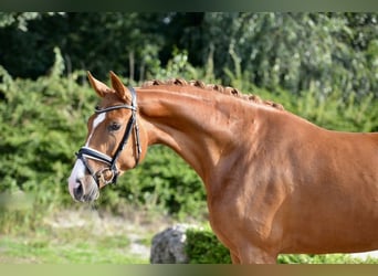 Oldenburg, Mare, 3 years, 16,2 hh, Chestnut-Red