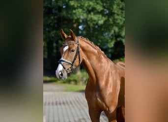 Oldenburg, Mare, 3 years, 16,2 hh, Chestnut-Red