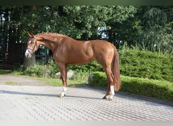 Oldenburg, Mare, 3 years, 16,2 hh, Chestnut-Red