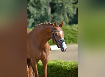 Oldenburg, Mare, 3 years, 16,2 hh, Chestnut-Red