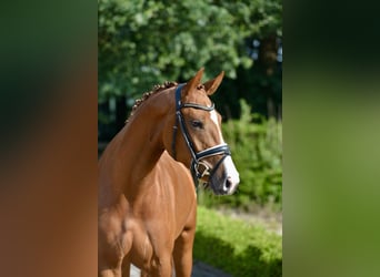 Oldenburg, Mare, 3 years, 16,2 hh, Chestnut-Red