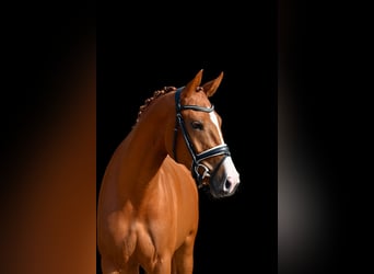 Oldenburg, Mare, 3 years, 16,2 hh, Chestnut-Red