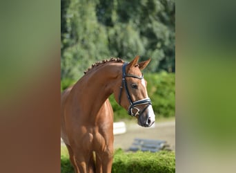 Oldenburg, Mare, 3 years, 16,2 hh, Chestnut-Red