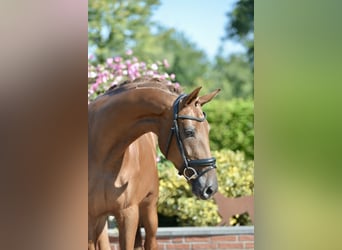 Oldenburg, Mare, 3 years, 16,2 hh, Chestnut-Red