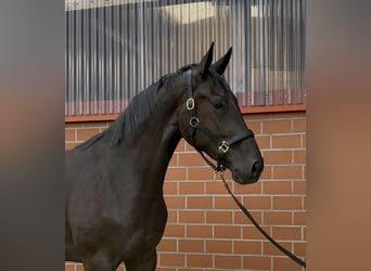 Oldenburg, Mare, 3 years, 16,3 hh, Black