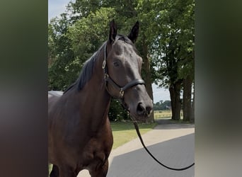 Oldenburg, Mare, 3 years, 16,3 hh, Black