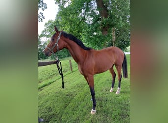 Oldenburg, Mare, 3 years, 16,3 hh, Brown