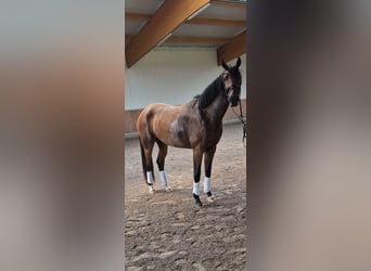 Oldenburg, Mare, 3 years, 16,3 hh, Brown