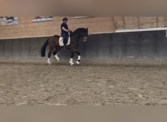 Oldenburg, Mare, 3 years, 16,3 hh, Brown