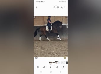 Oldenburg, Mare, 3 years, 16,3 hh, Brown