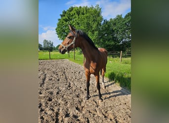 Oldenburg, Mare, 3 years, 16,3 hh, Brown