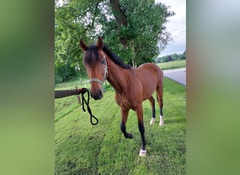 Oldenburg, Mare, 3 years, 16,3 hh, Brown