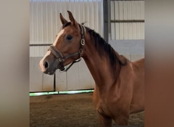 Oldenburg, Mare, 3 years, 16,3 hh, Brown