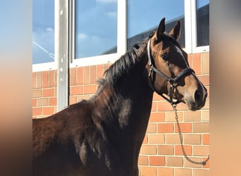Oldenburg, Mare, 3 years, 16,3 hh, Brown