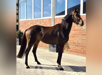 Oldenburg, Mare, 3 years, 16,3 hh, Brown