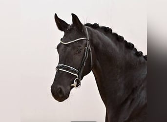 Oldenburg, Mare, 3 years, 17 hh, Black