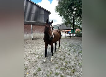 Oldenburg, Mare, 3 years, 17 hh, Brown