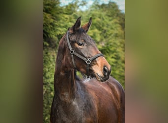 Oldenburg, Mare, 3 years, 17 hh, Brown