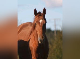 Oldenburg, Mare, 3 years, 17 hh, Chestnut-Red