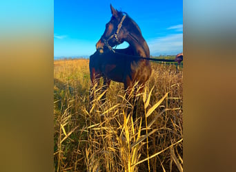 Oldenburg, Mare, 3 years, Brown