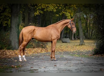 Oldenburg, Mare, 3 years, Chestnut-Red