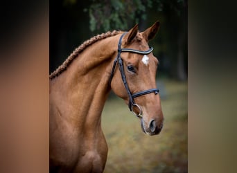 Oldenburg, Mare, 3 years, Chestnut-Red