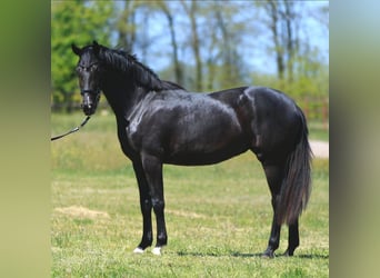 Oldenburg, Mare, 3 years