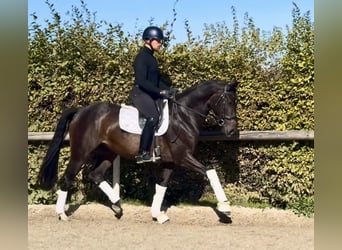Oldenburg, Mare, 4 years, 15.1 hh, Bay-Dark