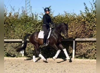 Oldenburg, Mare, 4 years, 15.1 hh, Bay-Dark