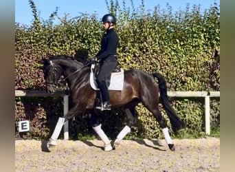 Oldenburg, Mare, 4 years, 15.1 hh, Bay-Dark