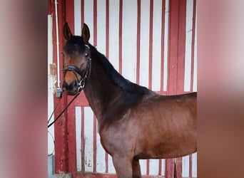 Oldenburg, Mare, 4 years, 15,1 hh, Brown