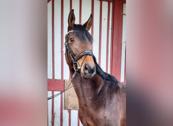 Oldenburg, Mare, 4 years, 15,1 hh, Brown