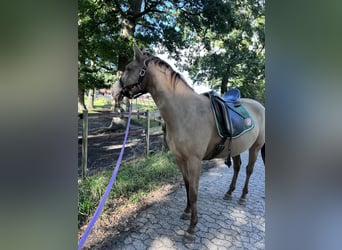 Oldenburg Mix, Mare, 4 years, 15.1 hh, Champagne