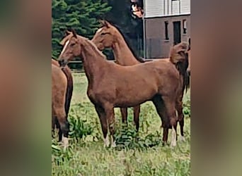 Oldenburg, Mare, 4 years, 15.1 hh, Chestnut-Red