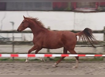 Oldenburg, Mare, 4 years, 15.1 hh, Chestnut-Red