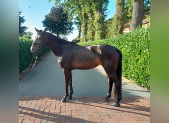 Oldenburg, Mare, 4 years, 15.2 hh, Bay-Dark
