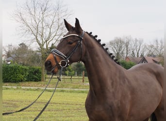 Oldenburg, Mare, 4 years, 15,2 hh, Bay-Dark