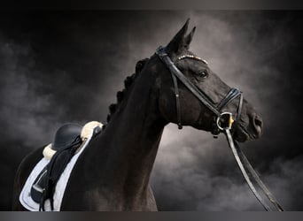 Oldenburg, Mare, 4 years, 15.2 hh, Black