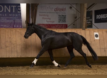 Oldenburg, Mare, 4 years, 15.2 hh, Black