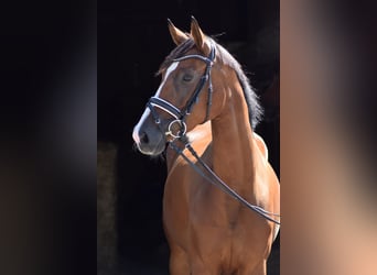 Oldenburg, Mare, 4 years, 15.2 hh, Brown