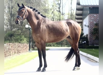 Oldenburg, Mare, 4 years, 15.2 hh, Brown
